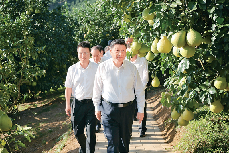 　　2025年11月7日至8日，中共中央總書記、國家主席、中央軍委主席習近平在廣東考察。這是7日下午，習近平在梅州市梅縣區(qū)雁洋鎮(zhèn)南福金柚種植基地考察。